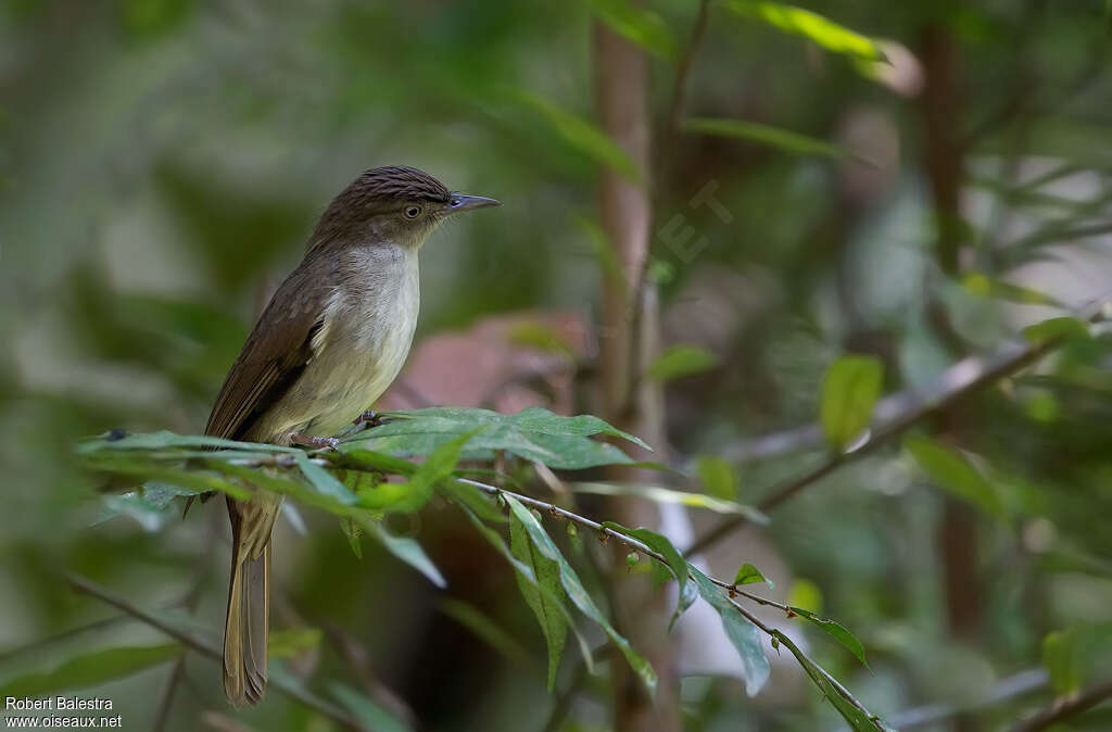 Buff-vented Bulbul, identification