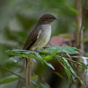 Buff-vented Bulbul