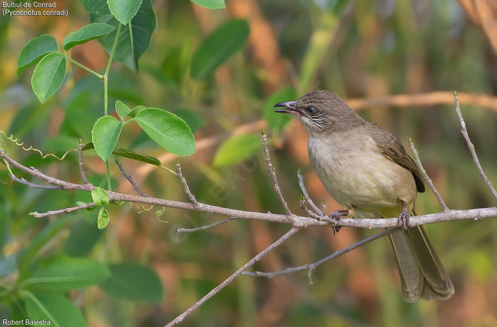 Streak-eared Bulbul