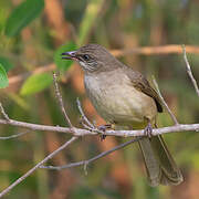 Streak-eared Bulbul