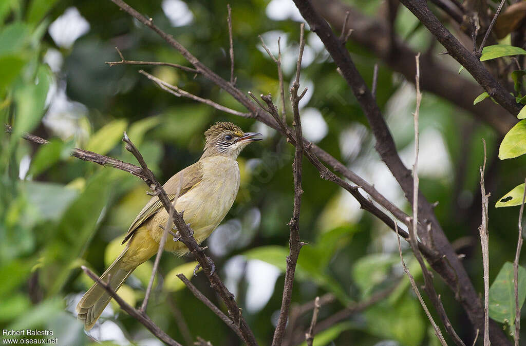 Streak-eared Bulbuladult, identification