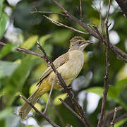 Streak-eared Bulbul