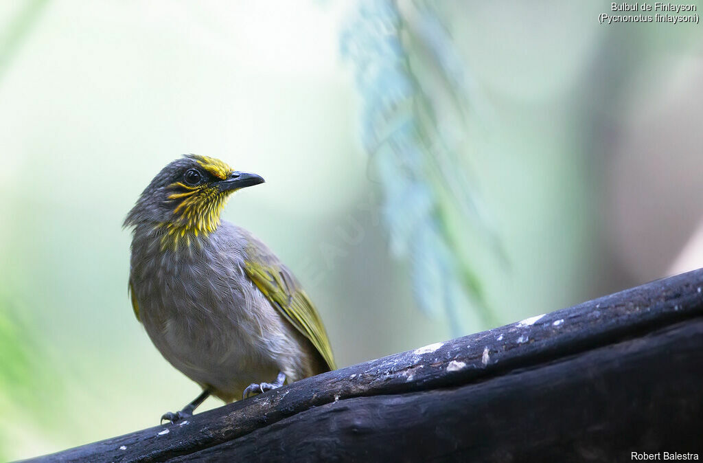 Stripe-throated Bulbul