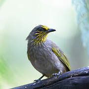 Stripe-throated Bulbul