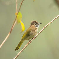 Bulbul de McClelland