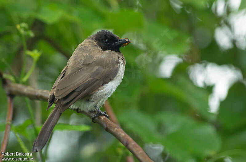 Bulbul des jardinsadulte, pigmentation, mange