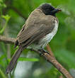 Bulbul des jardins