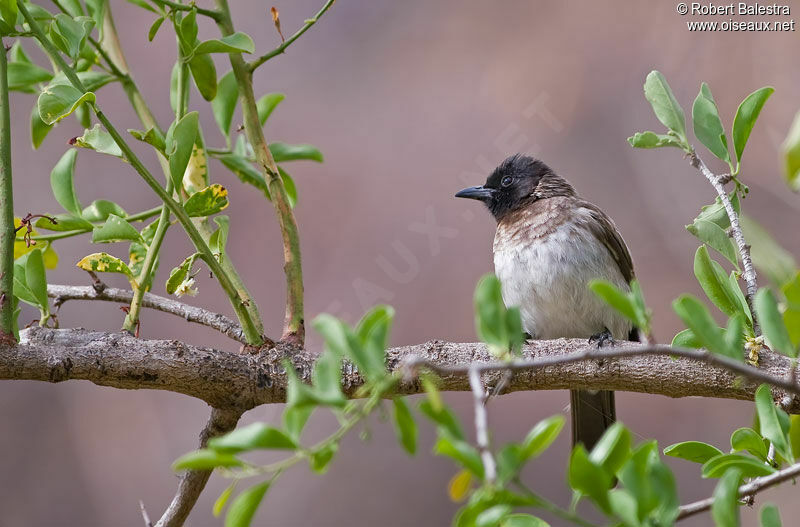 Bulbul des jardins