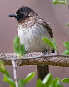 Common Bulbul