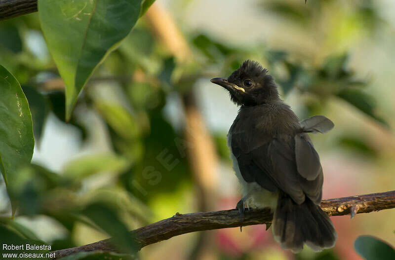 Bulbul des jardinsjuvénile, identification