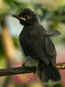 Bulbul des jardins