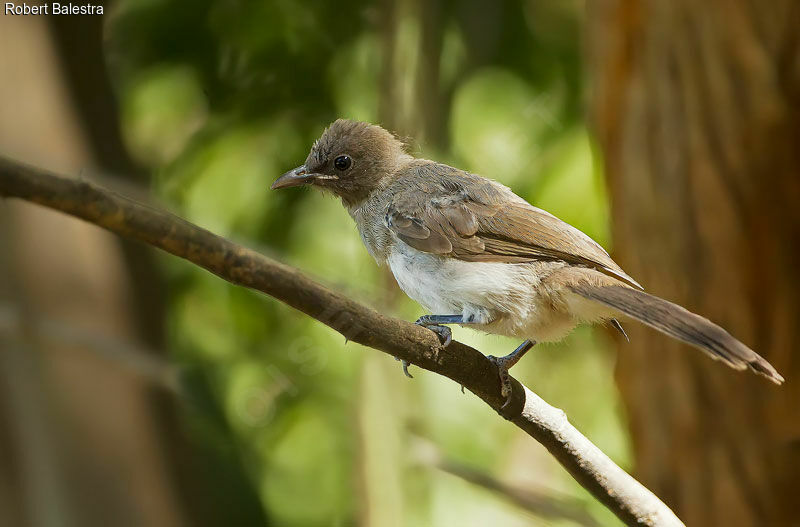 Bulbul des jardinsjuvénile