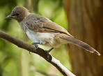 Bulbul des jardins