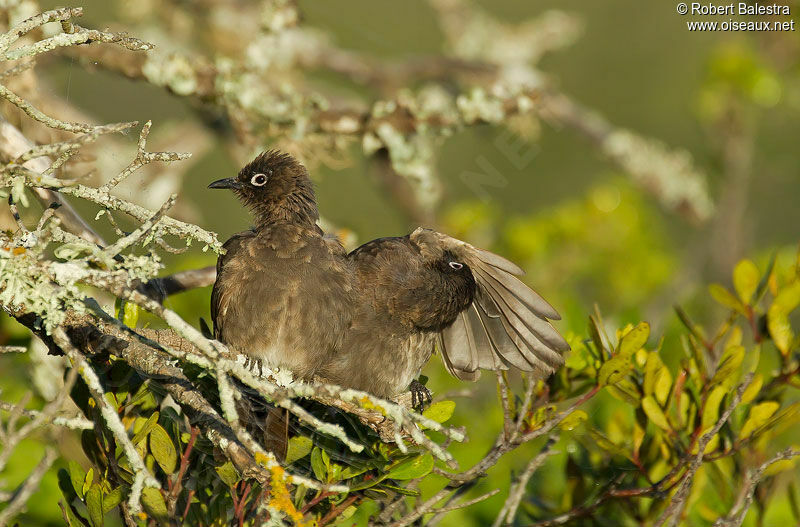 Cape Bulbul