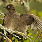 Bulbul du Cap