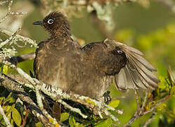 Cape Bulbul