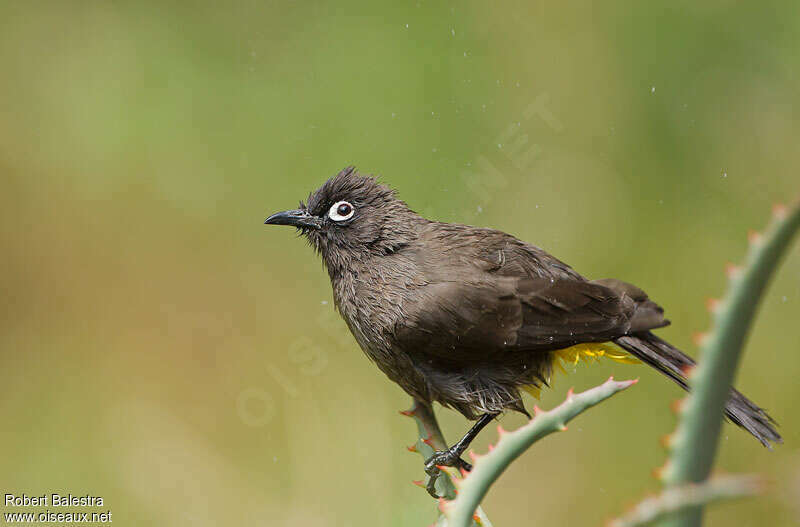 Bulbul du Cap, identification