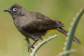 Bulbul du Cap