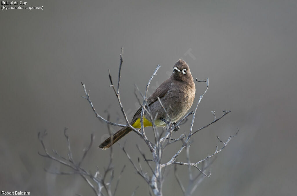 Cape Bulbul