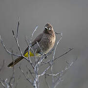 Cape Bulbul