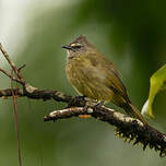 Bulbul flavescent