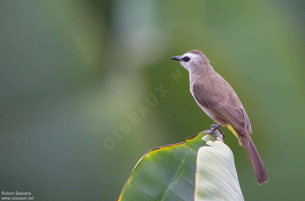 Yellow-vented Bulbuladult