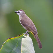 Yellow-vented Bulbul