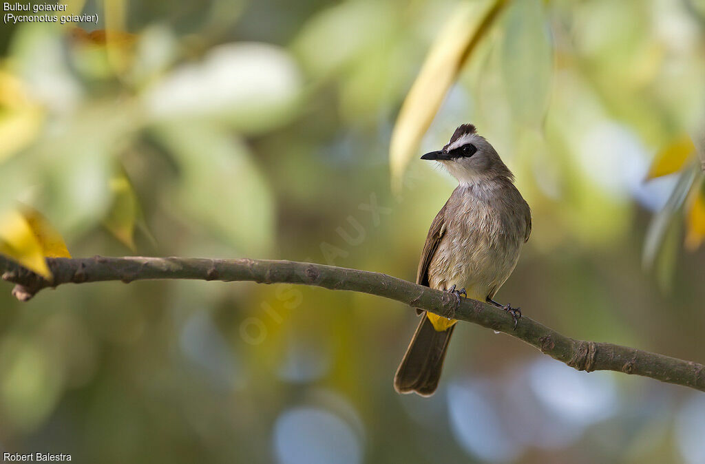 Bulbul goiavier