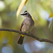 Yellow-vented Bulbul