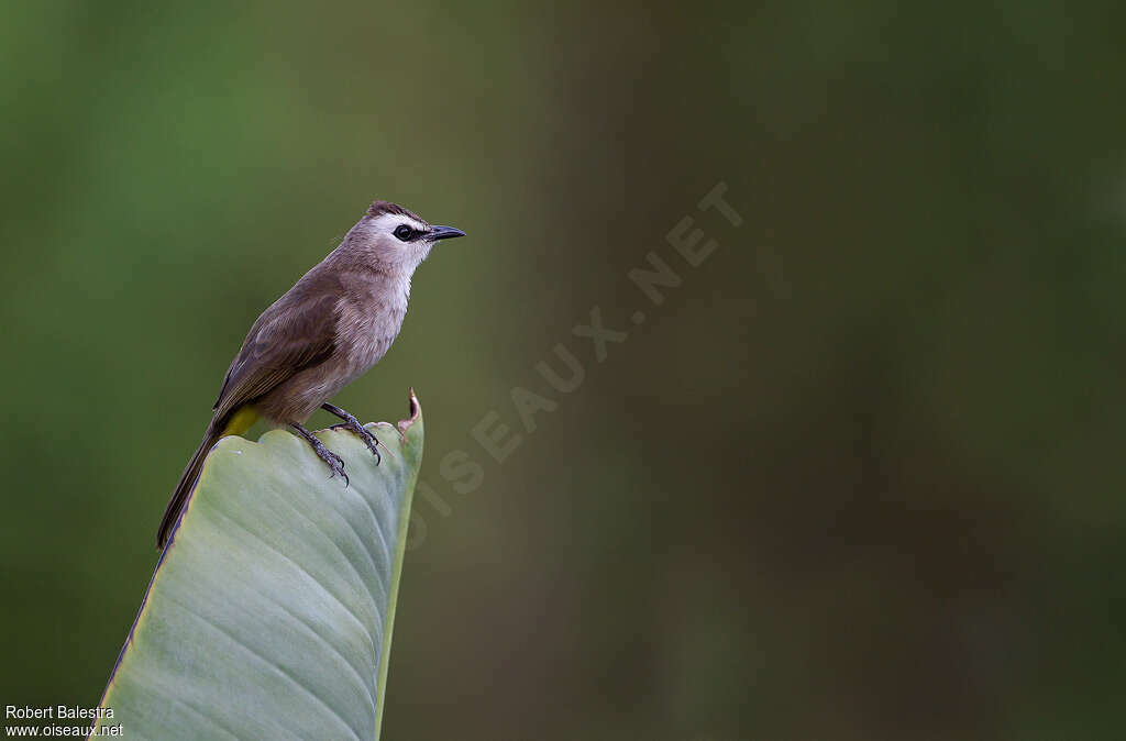 Bulbul goiavieradulte, Comportement