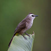 Yellow-vented Bulbul