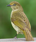 Sombre Greenbul