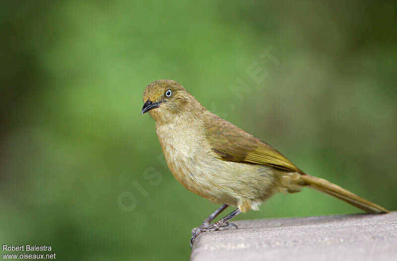 Bulbul importunadulte, identification