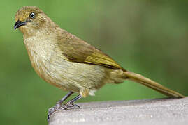 Sombre Greenbul