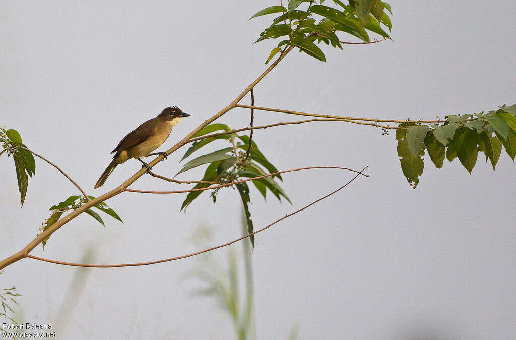 Bulbul modeste, identification