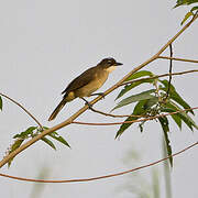 Simple Greenbul