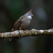 Ochraceous Bulbul