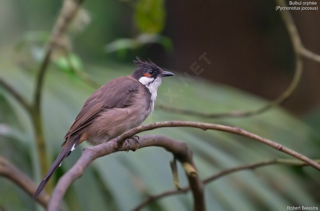 Red-whiskered Bulbul