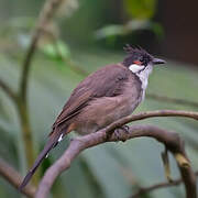 Red-whiskered Bulbul