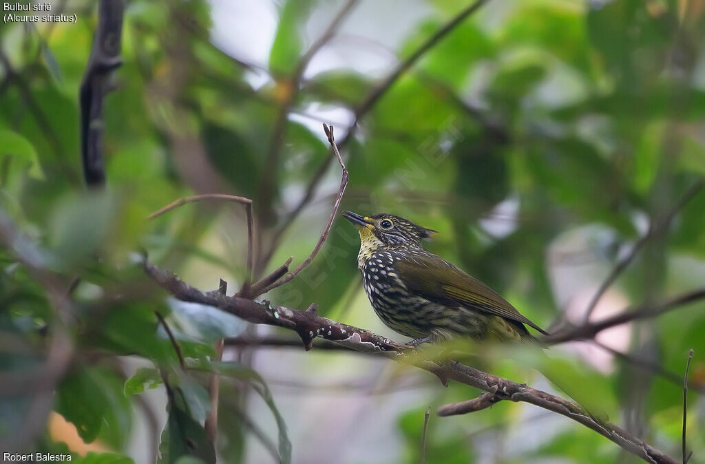 Bulbul strié