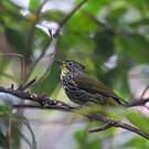 Bulbul strié