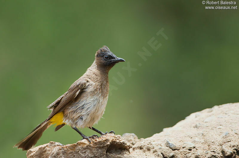 Bulbul tricoloreadulte