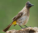 Bulbul tricolore
