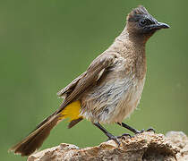 Dark-capped Bulbul