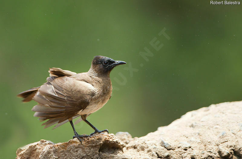 Dark-capped Bulbul