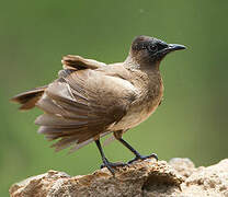 Dark-capped Bulbul