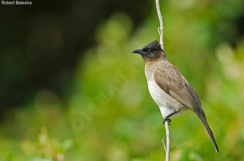 Dark-capped Bulbul