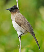 Dark-capped Bulbul