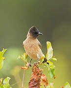 Dark-capped Bulbul