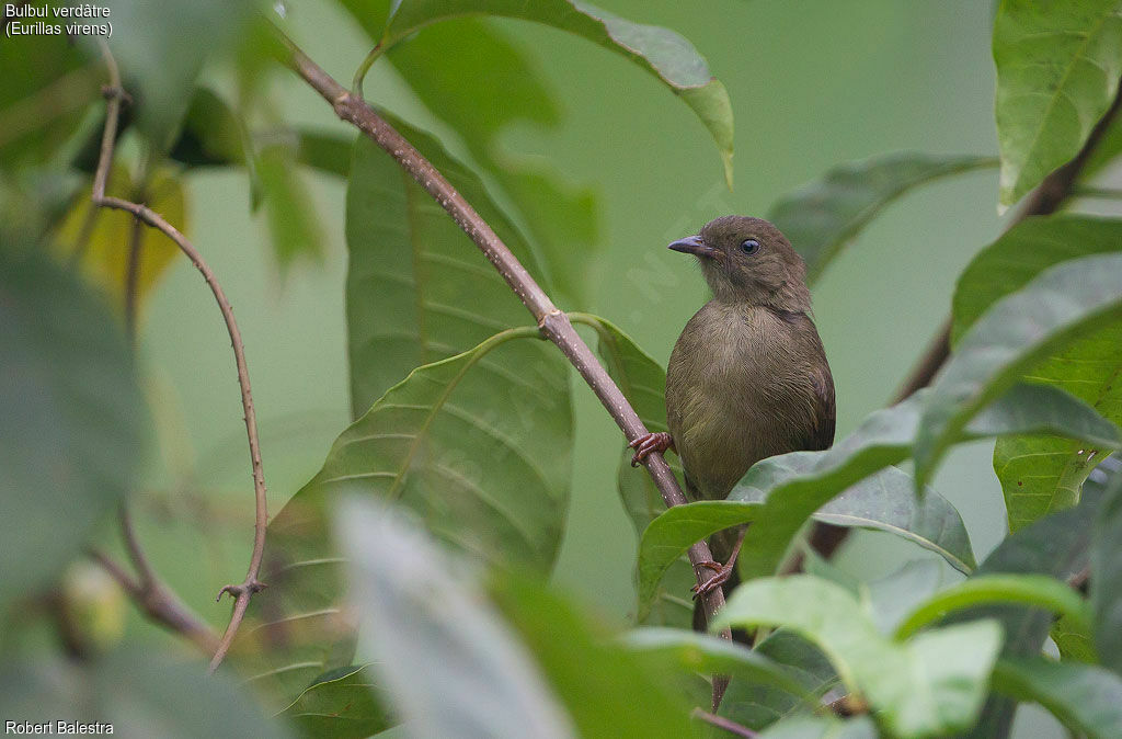 Little Greenbul